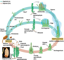 Bryophyte life cycle diagram