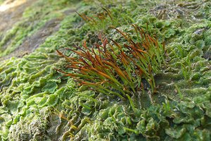 Hornworts (Phylum Anthocerophyta)