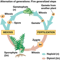 Diagram of alternation of generations in plants