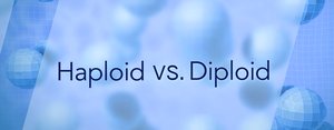 Haploid vs. Diploid