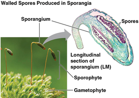 Walled spores produced in sporangia