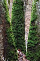 Mosses growing on tree trunks