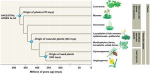 Phylogenetic tree of plant evolution