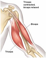 Diagram showing triceps contracted and biceps relaxed