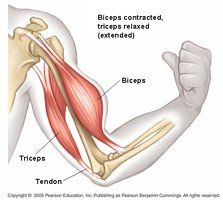Diagram showing biceps contracted and triceps relaxed