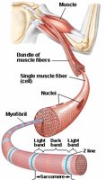 Structure of a muscle fiber and sarcomere