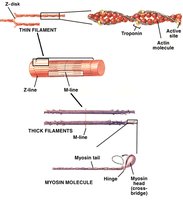Diagram of thick and thin filaments in a sarcomere