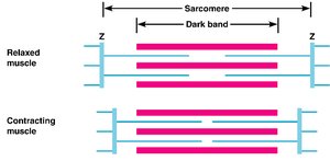 Diagram showing relaxed, contracting, and fully contracted sarcomeres