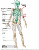 Labeled diagram of the human skeleton showing major bones and joints