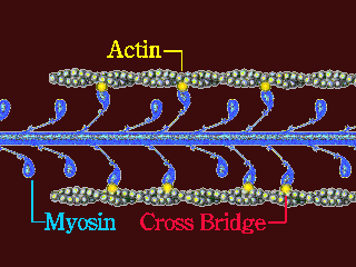 Diagram of ATP binding and hydrolysis in muscle contraction
