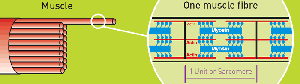 Diagram of myosin head attaching to actin and power stroke