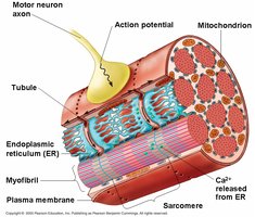 Diagram of muscle fiber showing action potential, calcium release, and contraction