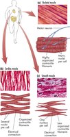 Comparison of skeletal, cardiac, and smooth muscle tissue