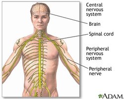 Diagram showing central and peripheral nervous systems