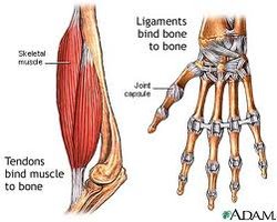 Diagram showing ligaments binding bone to bone and tendons binding muscle to bone