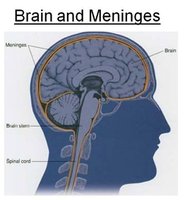 Diagram showing brain, spinal cord, and cerebrospinal fluid