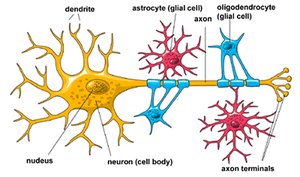 Diagram of neuron structure with dendrites, cell body, and axon