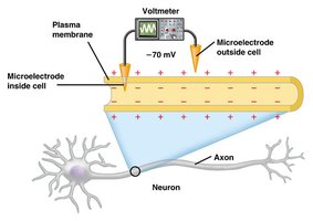 Diagram showing resting membrane potential and ion distribution