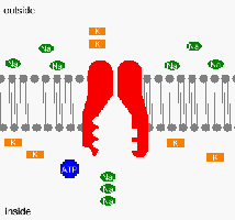 Diagram of sodium-potassium pump in neuron membrane