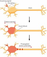 Diagram showing myelinated axon and saltatory conduction