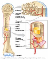 Cross-section of a long bone showing compact bone, spongy bone, marrow, and connective tissue