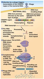 CRISPR-Cas system in bacterial defense against phages