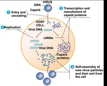 Simplified viral replicative cycle
