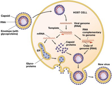 Replicative cycle of an enveloped RNA virus