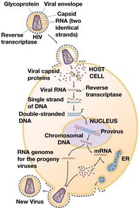 Replicative cycle of HIV, a retrovirus
