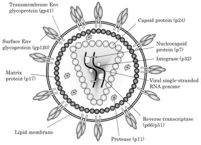Structure of HIV virus