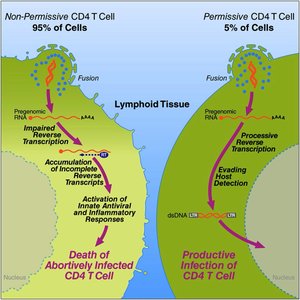 HIV infection process in CD4 T cells