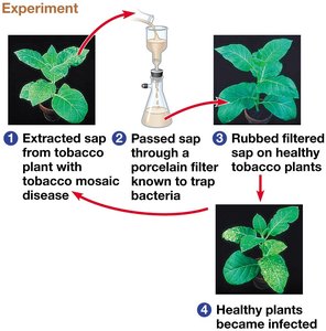 Experiment demonstrating the infectious nature of tobacco mosaic virus