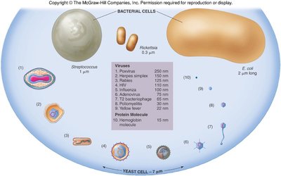 Relative sizes of viruses, bacteria, and eukaryotic cells