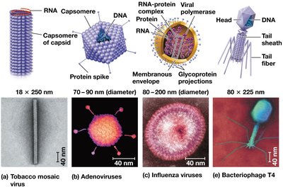 Structures of various viruses including tobacco mosaic virus, adenovirus, influenza virus, and bacteriophage T4
