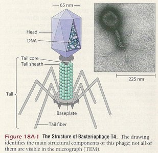 Structure of bacteriophage T4
