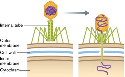 Phage T4 adsorption and DNA injection