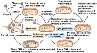 Lysogenic and lytic cycles of a temperate phage