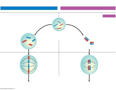 General Biology Study Guide: Cellular Reproduction & Division | Notes