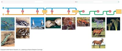 Diagram of prezygotic and postzygotic barriers