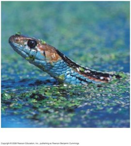 Two garter snake species in different habitats