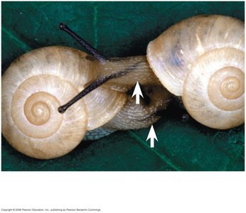 Snails with opposite shell spirals