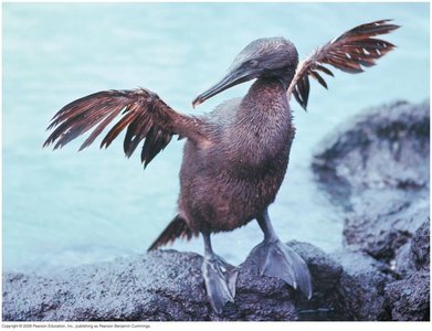 Example of a bird species, illustrating species concept