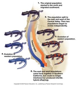 Diagram of salamander populations diverging due to geographic barriers