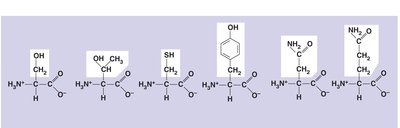 Amino acid classification table