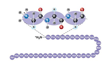 Primary structure sequence