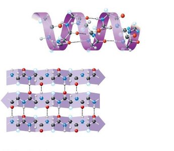 Secondary structure: alpha helix and beta sheet