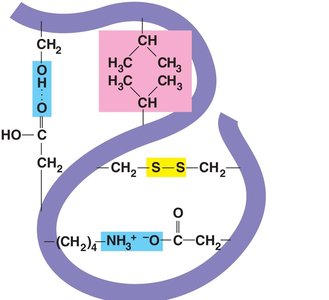 Forces stabilizing tertiary structure