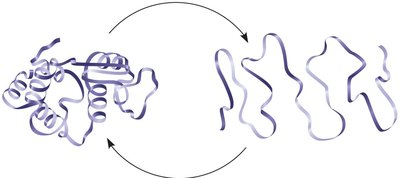 Denaturation and renaturation diagram