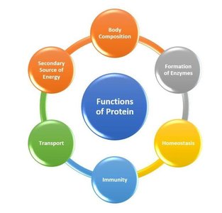 Enzyme-substrate interaction diagram