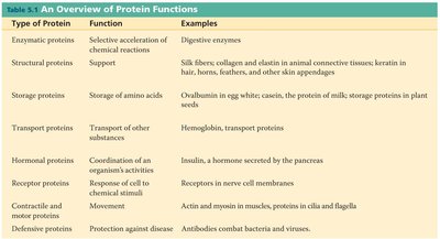 Protein monomers and peptide bond formation